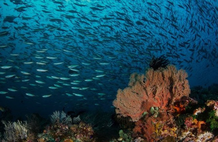 diving labuan bajo castle rock