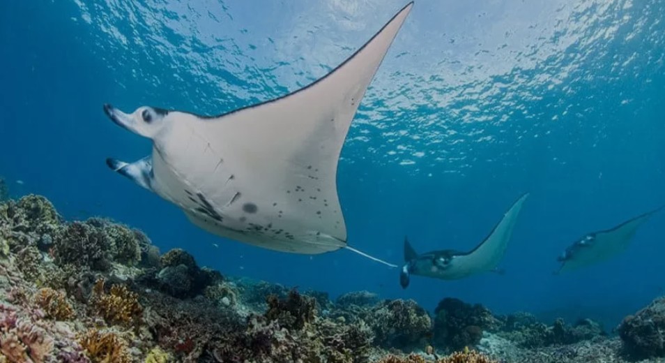 manta point diving labuan bajo