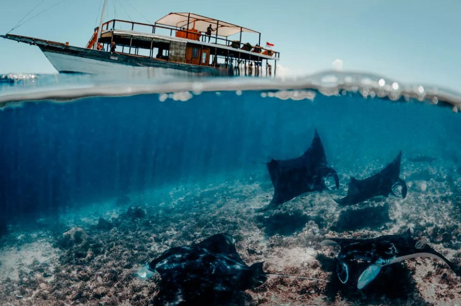 labuan bajo diving manta
