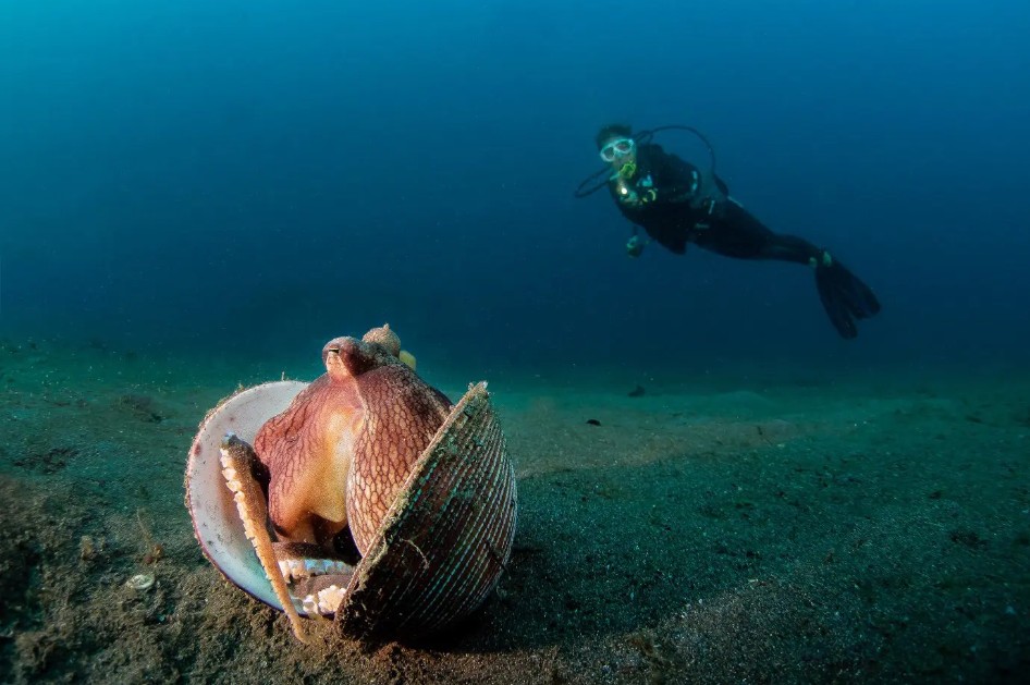 muck diving